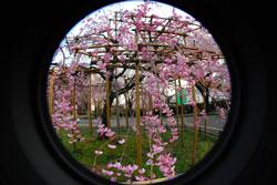 しだれ桜が魚眼レンズで写っている様子の写真