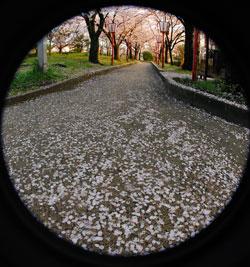 黒いコンクリートの歩道に白い桜の花びらが散りばめられている写真