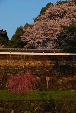 夕日を受ける桜の木と石垣の写真