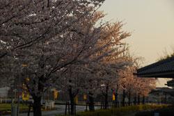 夕日を受ける桜の木の写真