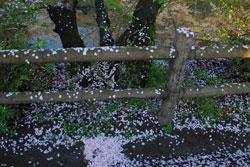 散った花弁がふりつもり模様をなしている木の手すりの写真