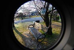 桜の木とベンチが魚眼レンズで写されている写真
