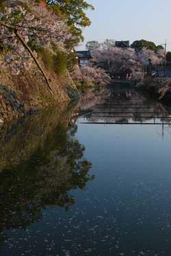 夕日の光と桜の花を反射させる濠と、桜の写真