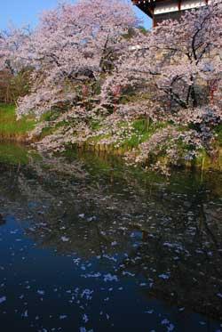 桜の木の鏡像を映しながら花びらを流す水面と、満開の桜の写真