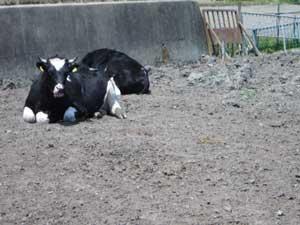 白黒の牛が香箱座りをしている写真