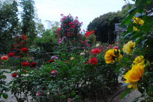 赤、ピンク、黄色と様々な色の花を咲かせているバラの庭園の写真