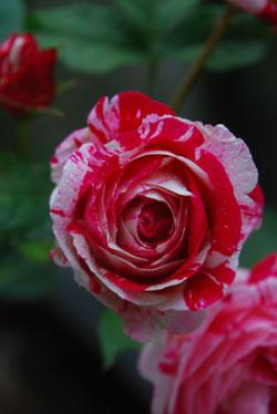 白と深紅のマーブル模様をしたバラの花の写真