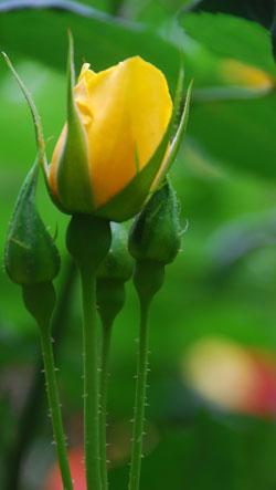 黄色いバラの花のつぼみの写真