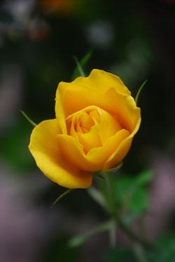 黄色いバラの花の写真