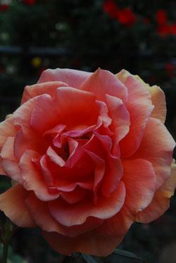 薄いオレンジ色のバラの花の写真