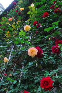 壁一面を覆う色とりどりのバラの花の写真