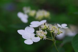 白く花弁が薄いアジサイの花の写真