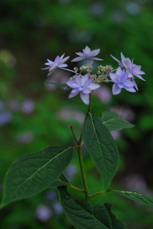 細い花弁が星状に広がる青紫のアジサイの花の写真