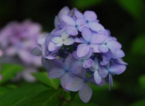 白みがかった紫色の優しい印象のアジサイの花の写真