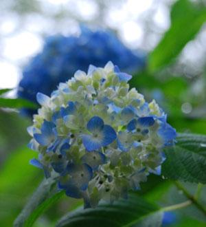 白色から端にかけて青色に色づくアジサイの花の写真