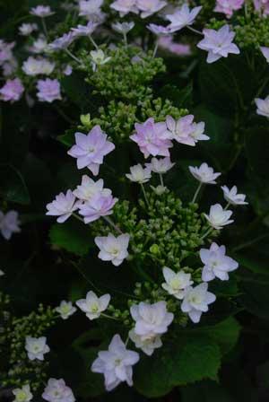 緑色のつぼみを囲うように咲く白と薄紫のアジサイの花の写真