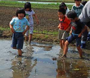水田に恐る恐る足を踏み込んでいく児童たちの写真
