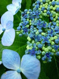 青い花びらを開いている紫陽花の写真