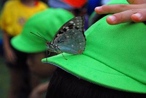 緑色の帽子にとまるオオムラサキの写真