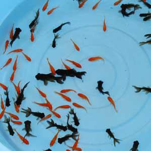 水槽の中で泳ぐ赤と黒色の金魚の写真