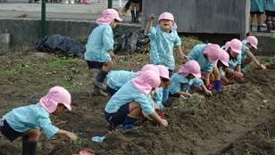ピンクの帽子と水色の園服をきた複数の園児が縦一列にしゃがみ込みさつまいもを掘っている写真
