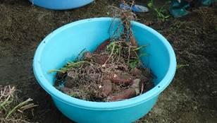 土の上にある青い桶の中に掘られたさつまいもが泥や根っこが付いたまま入っている写真