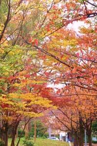 大半が紅く少し黄色や緑がかったきれいな紅葉を撮った写真