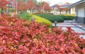 緑の植木を背景に紅葉を間近に撮った写真