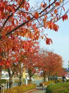 日沿いの植木は黄色っぽくなり近くのもみじが紅葉した街路樹の写真
