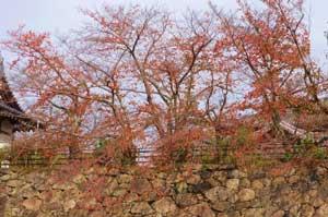 石垣から生えた紅葉した木々の写真