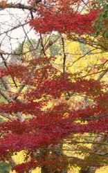 黄色の背景に深い赤に紅葉した植物の写真