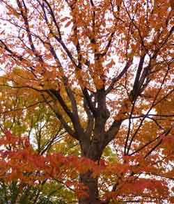 1本の木を中心に赤や黄色染まった紅葉で埋め尽くされた写真