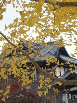 旧市民会館を背景に黄色く紅葉した木の写真