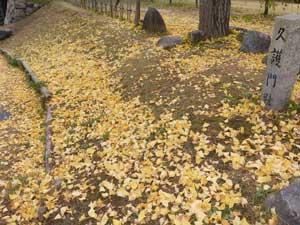 黄色の落ち葉が土の道を埋め尽くしの絨毯になっている地面の写真