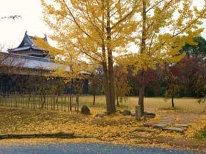 黄色の紅葉した木とその下に落ちている黄色の落ち葉の絨毯の写真