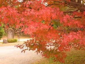 背景に小さく石碑が見える真っ赤に染まった紅葉の写真