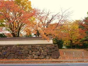 石垣の塀とそこから伸びる木の紅葉の写真