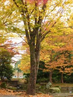 黄色と緑が混じって紅葉している木の写真