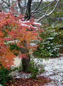 粉雪の散る地面に立つカエデの紅葉の写真