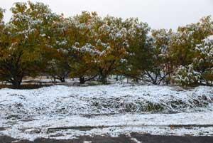 雪が積もっている八朔の木々の写真