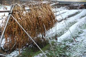 雪が積もっている畑とイネを干している写真