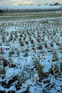 一面に広がる畑に雪が積もっている写真