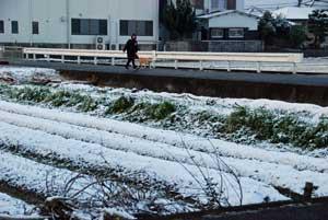 雪の積もった畑の奥の道路を犬と飼い主が散歩している写真