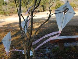 凧が2枚、地面に落ちてしまい、木の枝に引っかかってしまった写真