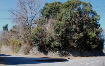 小泉大塚古墳の上に大木や葉のない木々が植っている写真
