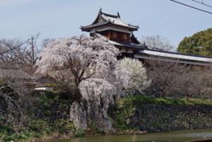 手前にお堀奥にお城がある枝垂れ桜の写真