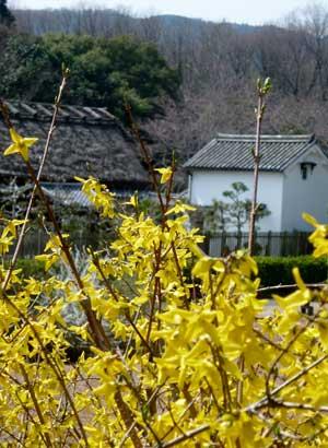 枝に連なるようについている沢山の小さな黄色い花と、奥に瓦屋根に白い壁の建物や藁ぶき屋根の建物がある民族公園内の写真