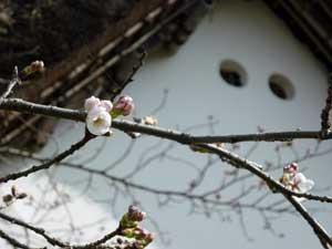 桜の木の枝に咲く小さな桜の写真