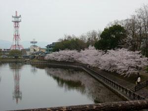 池にせり出るようにして、薄いピンク色の桜が並んで咲いている様子の写真