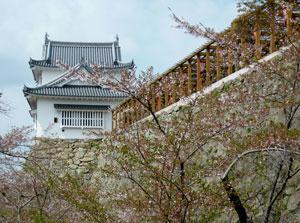 青空の下、芽吹き始めている桜の並木の枝を前に、奥へと伸びる石垣とその先にある白壁に青瓦の櫓の写真